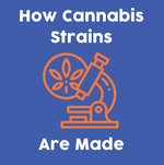 How Cannabis Strains are Made: The Basics