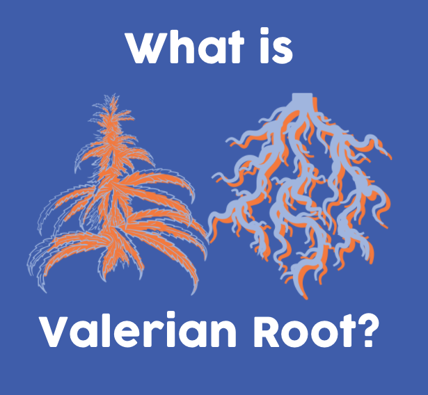 What is Valerian Root?